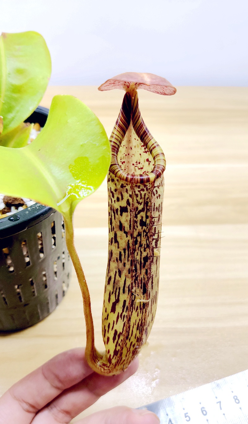 宝特交佛猪笼草食虫植物低地高地品种非常可爱绿植