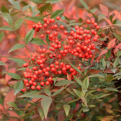 南天红天容易非常盆竹不含植物天竹叶植物红观绿植