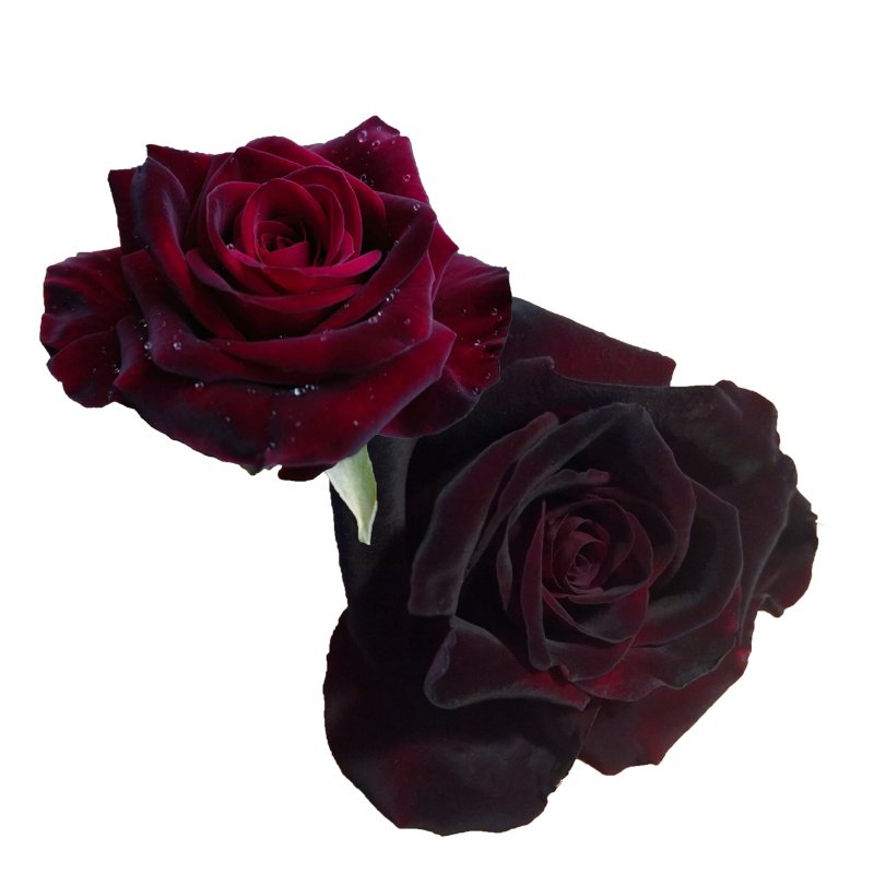月季花多年生月季花苗巴克黑红红色玫瑰切花大苗时令草本花卉