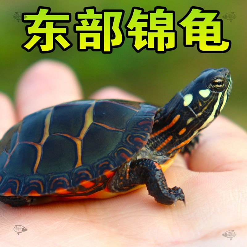 东锦东部锦龟苗深水龟小乌龟西锦南锦龟活玩具体宠物观赏外塘火