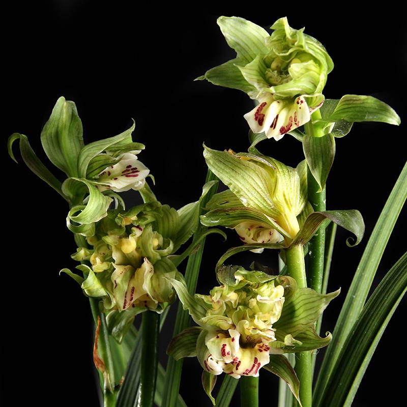 兰花牡丹花苗盖世春剑奇花冬带浓香花苞出售时令草本花卉