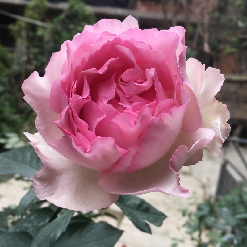 月季月季花花苗伊芙紫苑四季开花灌木浓香切花花卉