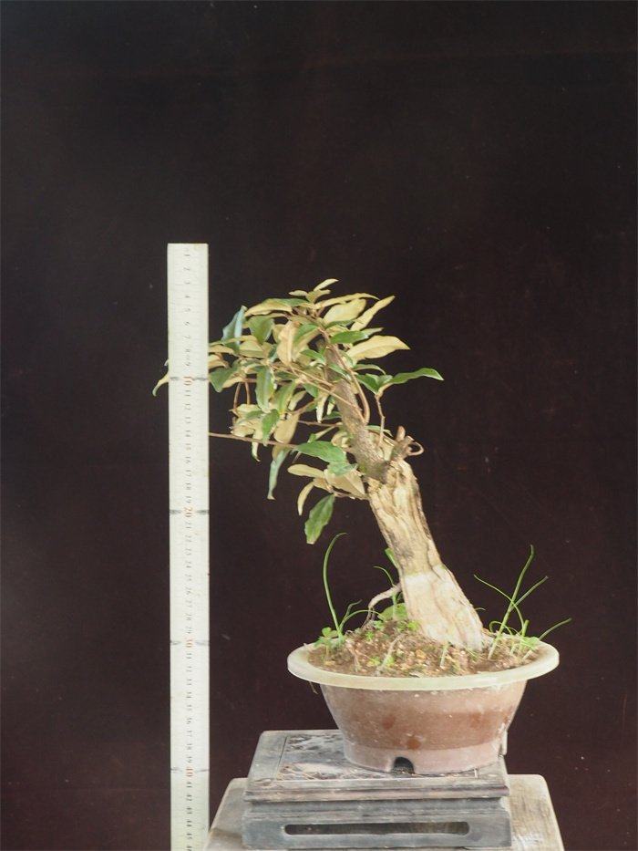 新品胡颓胡秃子秃子羊奶奶子微型盆景绿植