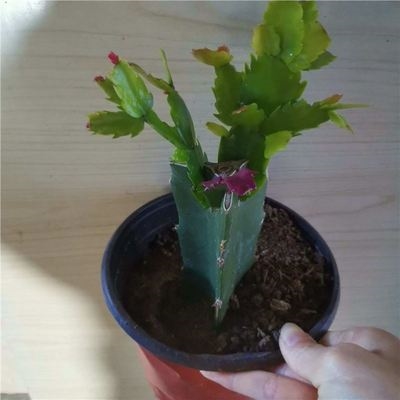 叶仙嫁接好的嫁接蟹爪兰盆栽大盆嫁接砧木已嫁接好的仙人指新品