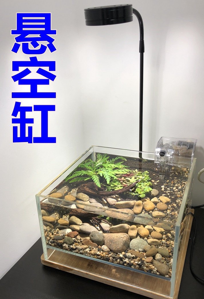 草缸悬空超白缸悬浮斗鱼鱼缸生态水陆苔藓缸陀鱼缸