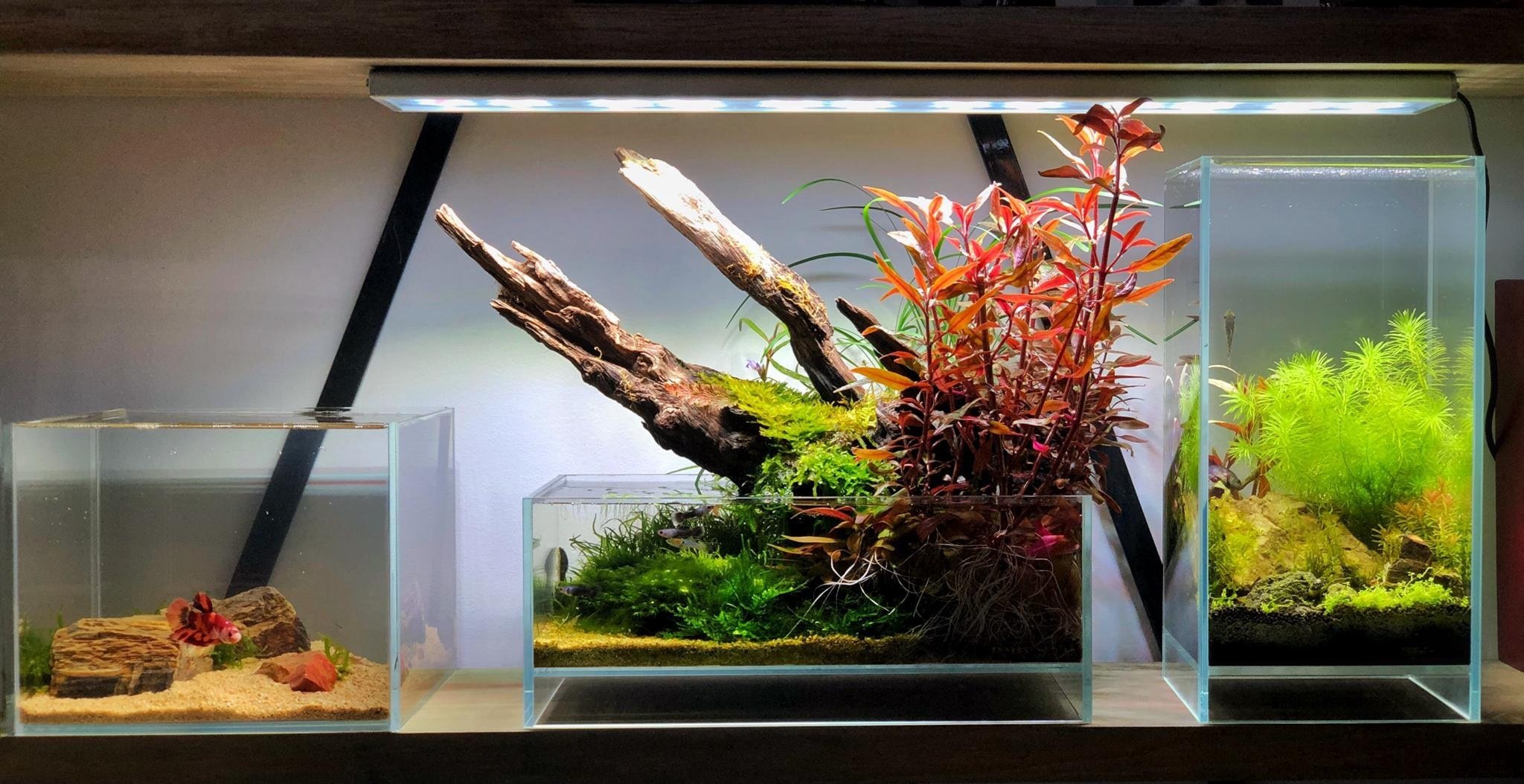 草缸悬空超白缸悬浮斗鱼鱼缸生态水陆苔藓缸陀鱼缸