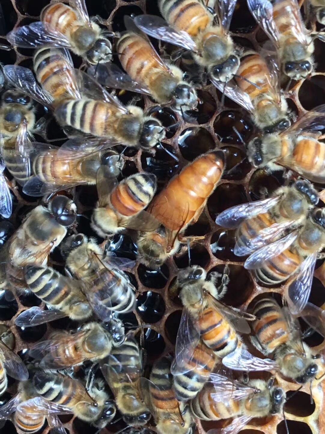 意蜂工蜂活体蜜蜂蜂群产卵新蜂王密蜂活体带王蜂群包活b一只包邮