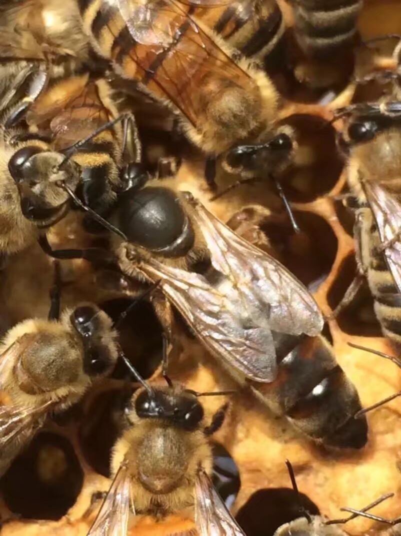 意蜂工蜂活体蜜蜂蜂群产卵新蜂王密蜂活体带王蜂群包活b一只包邮