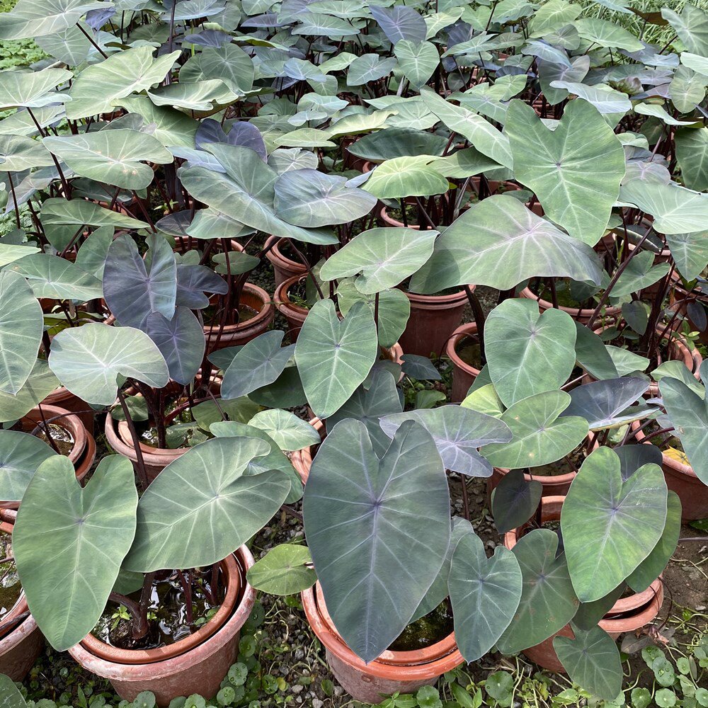 紫芋盆栽池塘水生植物鱼池沼泽过滤净化水质绿植