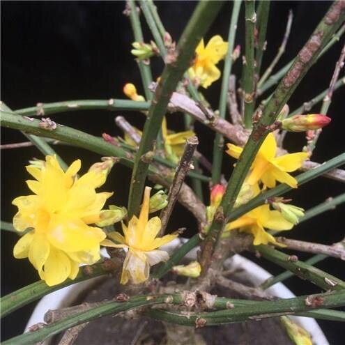 迎春重瓣迎春花盆景树桩三台春苗老桩盆栽虎蹄花卉