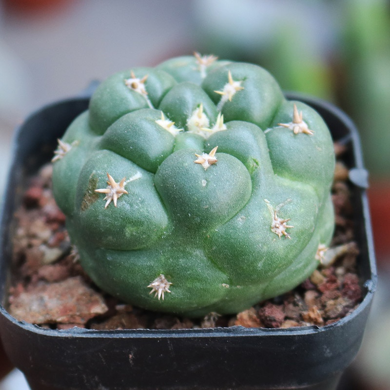 短豪象牙稀有品种仙人球小收藏正版自根精品多肉植物