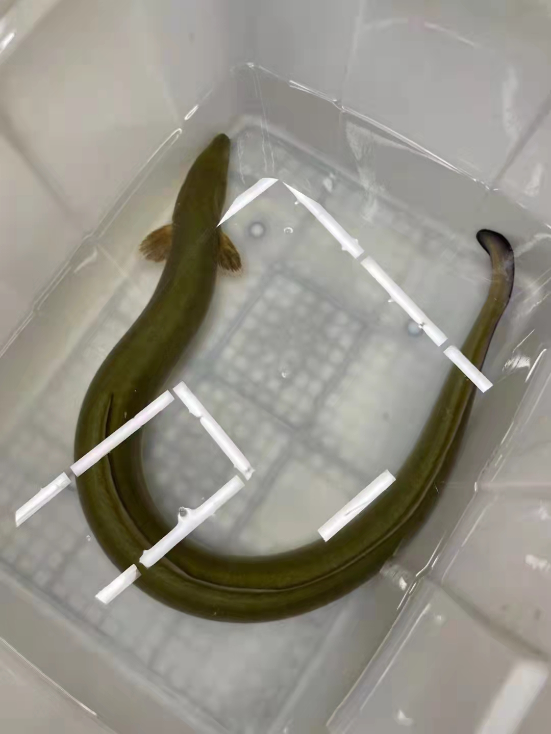 千岛湖海鲜到家活到整条包鳝鱼野生河白鳝鱼淡水鲜活淡水鱼类