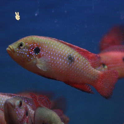 诚森热带观赏鱼三湖红宝石血钻鱼马科鱼球型宝石鱼