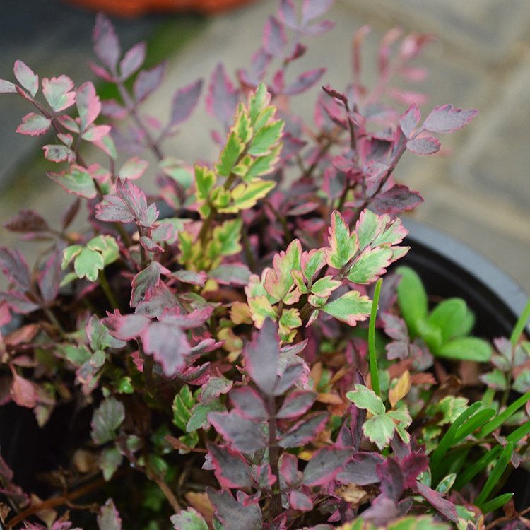 耐阴搭配耐寒宿根多年生水生快速生长植物彩叶花卉