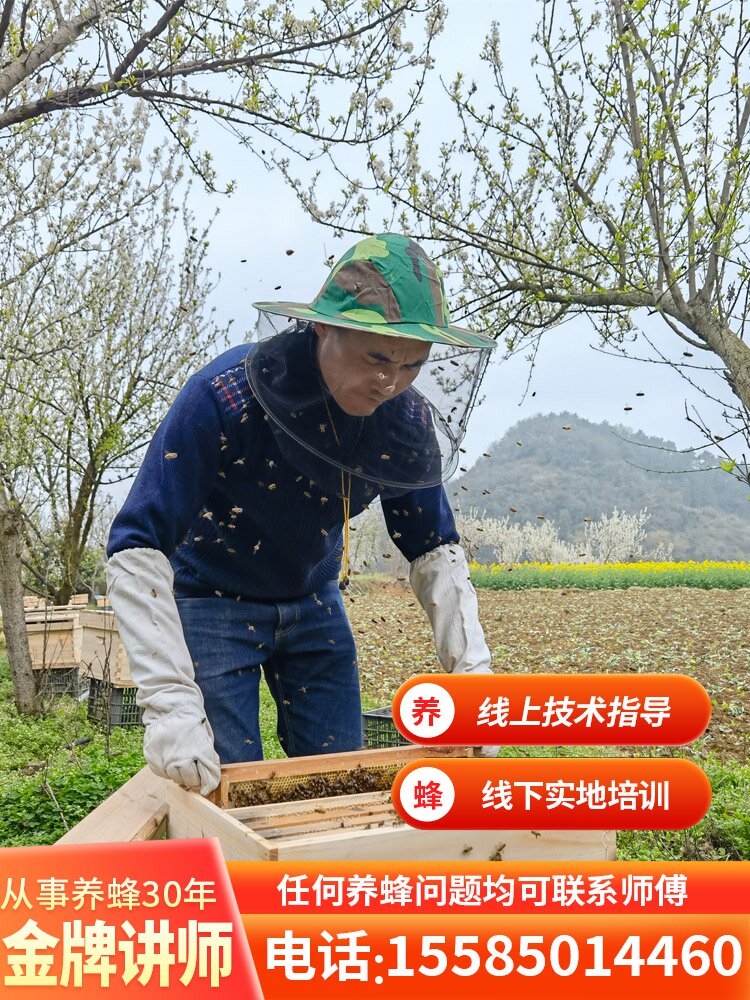 中蜂蜂群带王蜜蜂蜂群养殖带子脾贵州中蜂带蜂箱中华土蜂出售包邮