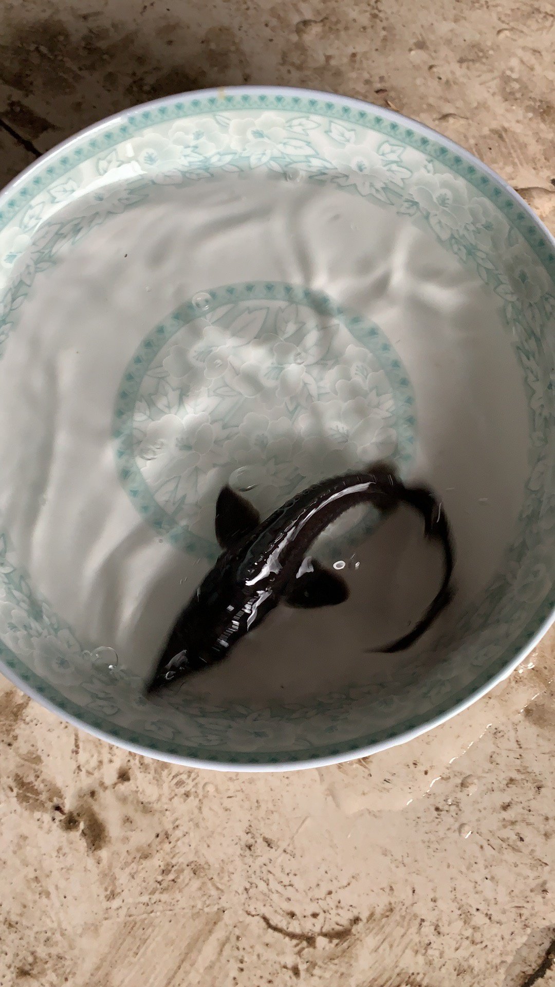 鱼苗尖嘴杂交冷水淡水淡水鱼鲟鱼观赏观赏鱼鲟龙鱼