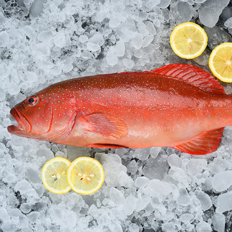 斑鱼舟山东星红星海钓生猛海鲜深海海鱼老鼠珍珠斑鱼