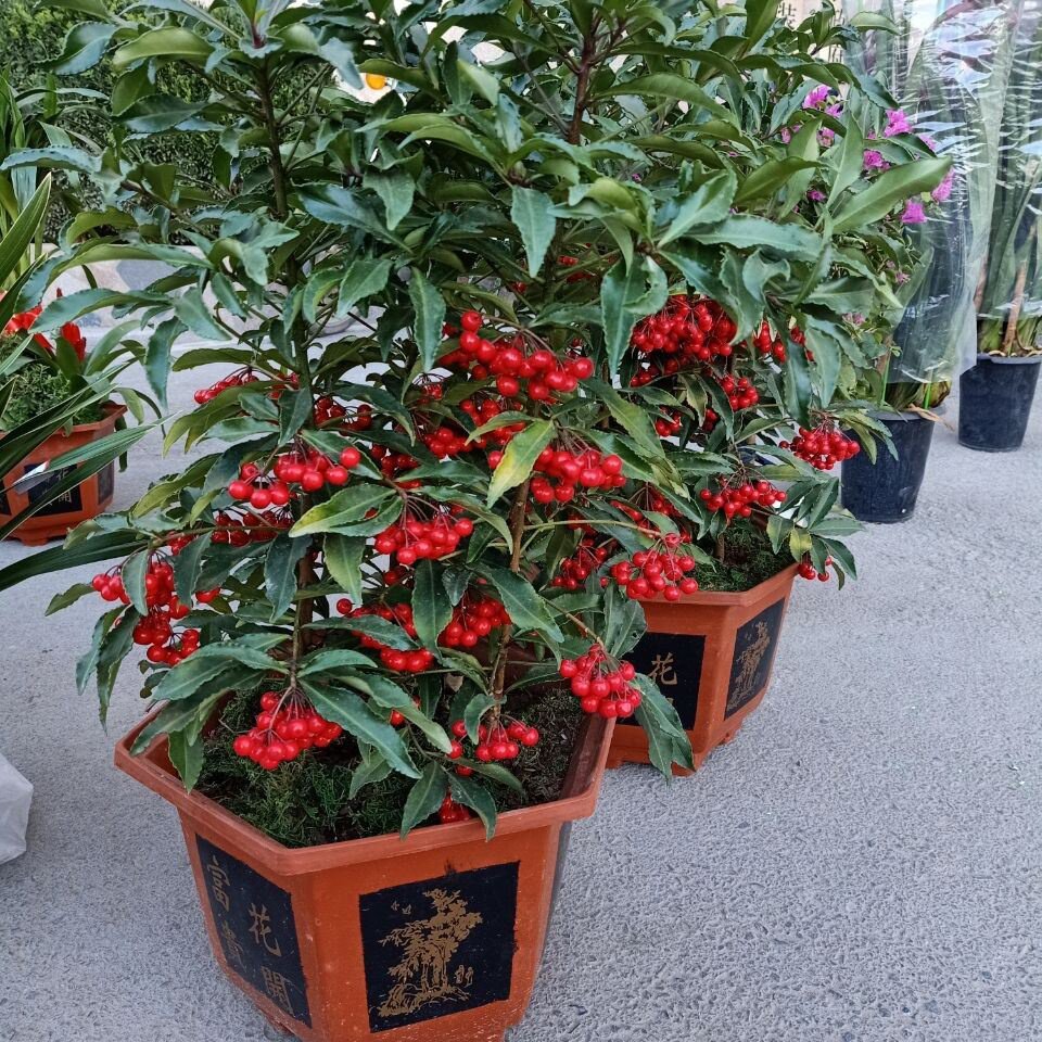 室内绿植富贵贵子盆栽带果两发货腰缠万贯易养大厅绿植