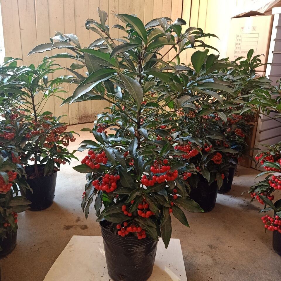 室内绿植富贵贵子盆栽带果两发货腰缠万贯易养大厅绿植
