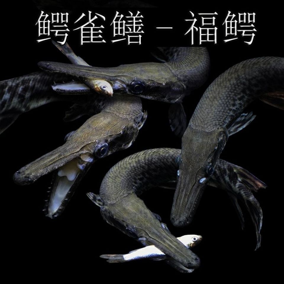福鳄雀鳝观赏鱼淡水大型凶猛肉食巨型尖嘴幽灵鱼