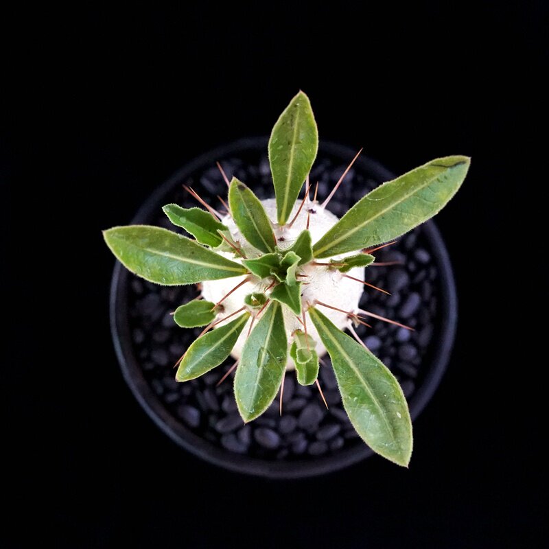 白马城实生块根多肉植物一物一拍夹竹桃科绿绿植绿植