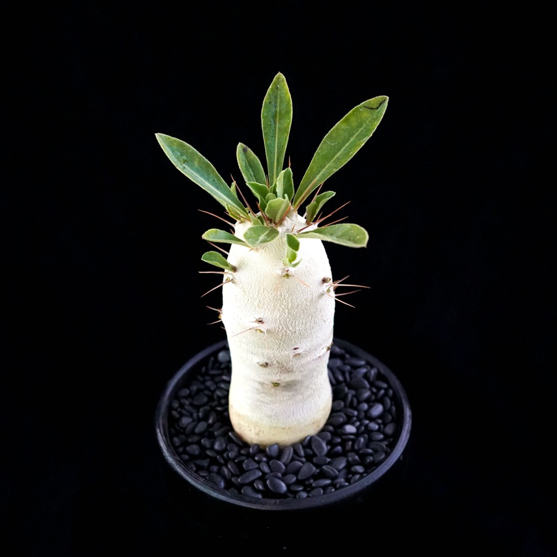 白马城实生块根多肉植物一物一拍夹竹桃科绿绿植绿植