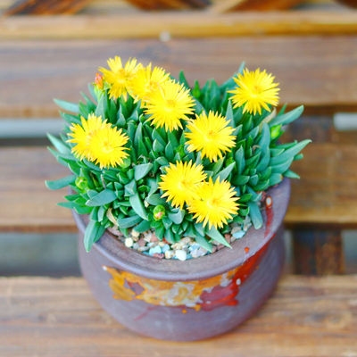 多肉植物盆栽黄花照波群生多头开花好养室内多肉植物