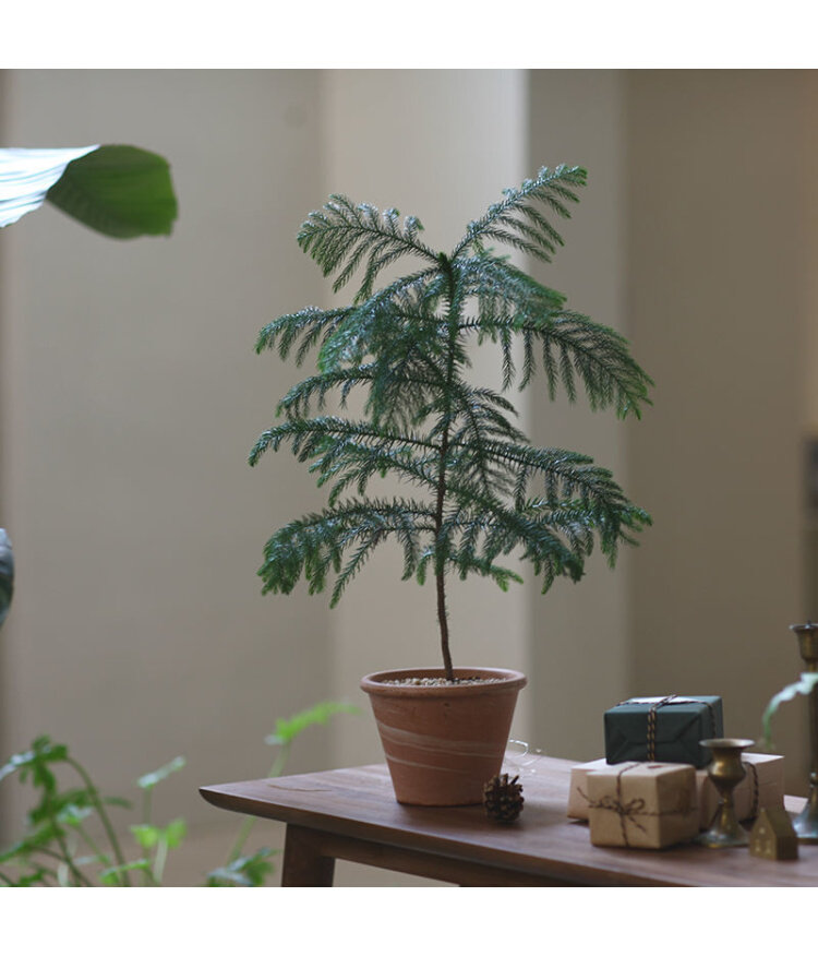 圣诞树盆栽真树活的挪威云杉桌面真正诺贝贝松绿植