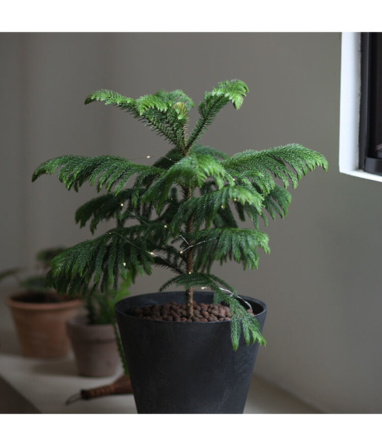 圣诞树盆栽真树活的挪威云杉桌面真正诺贝贝松绿植