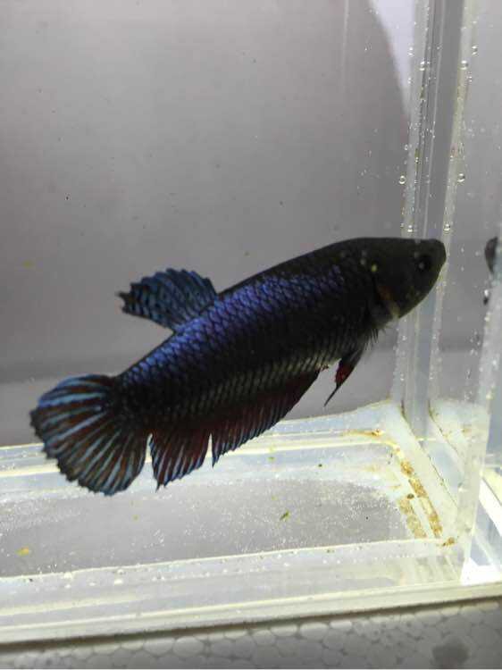 新品泰国斗鱼搏击将军母鱼公鱼成年报卵包活包鱼