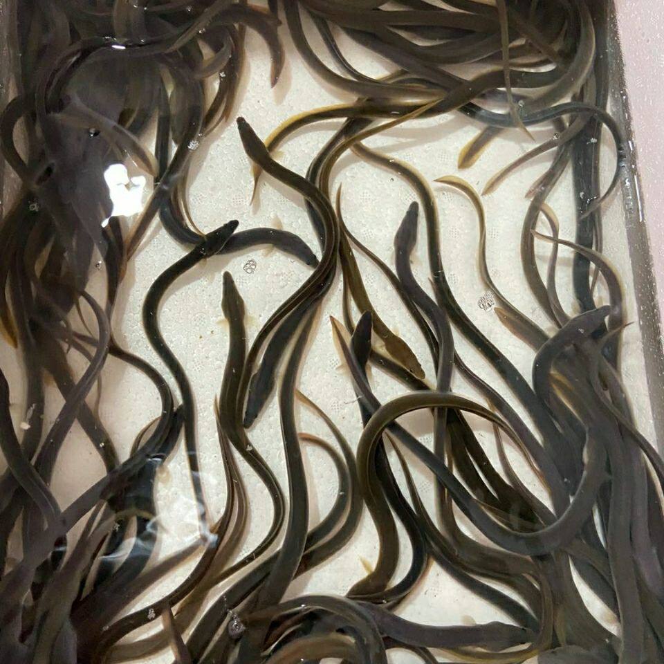 鱼苗鳗鱼活体淡水养殖白鳝美洲鳗苗花鳗鱼