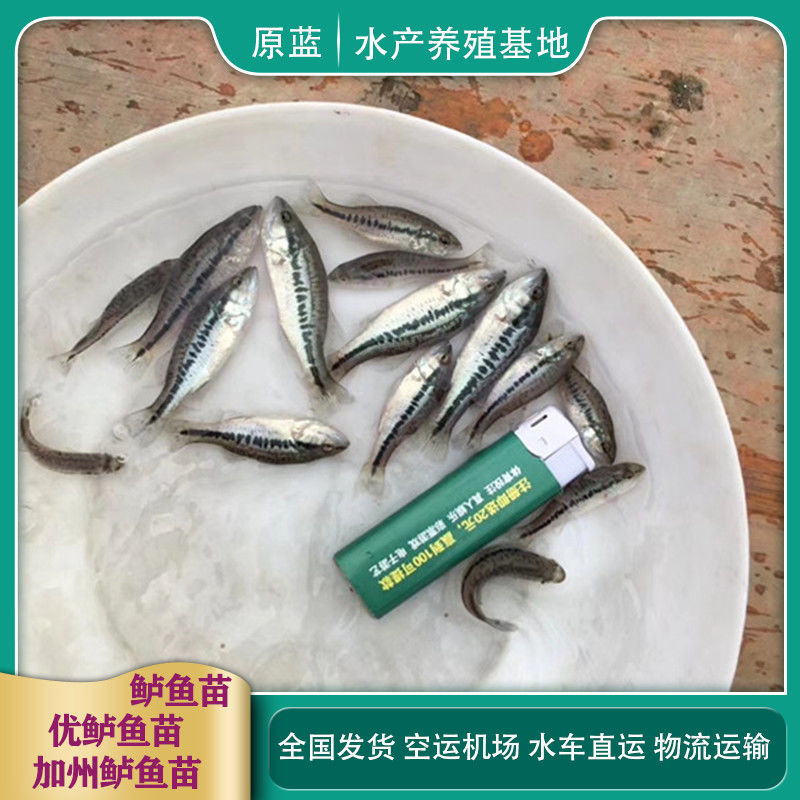 鲈鱼苗加州鲈鱼苗活体路亚苗大口黑鲈淡水养殖鱼凶猛七星鲈鱼路亚