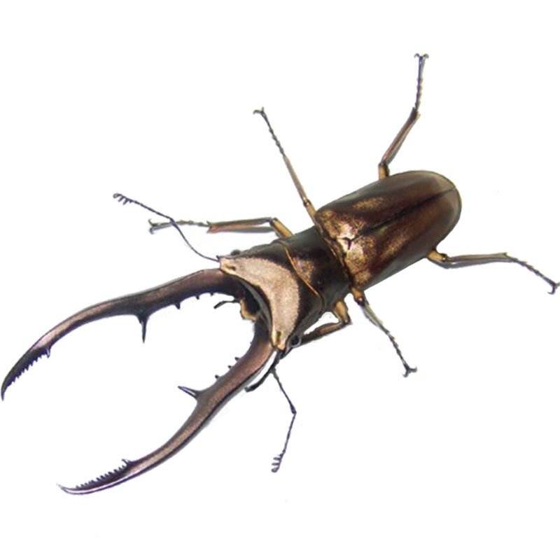 美他利佛细身赤锹幼虫成虫独角兽宠物甲虫美它其他爬虫