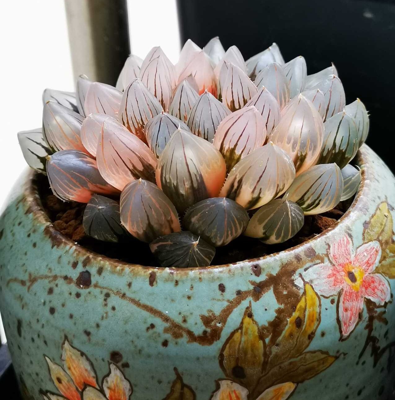 肉客多肉植物花卉盆栽稀有霓虹灯玉露锦组培无多肉植物