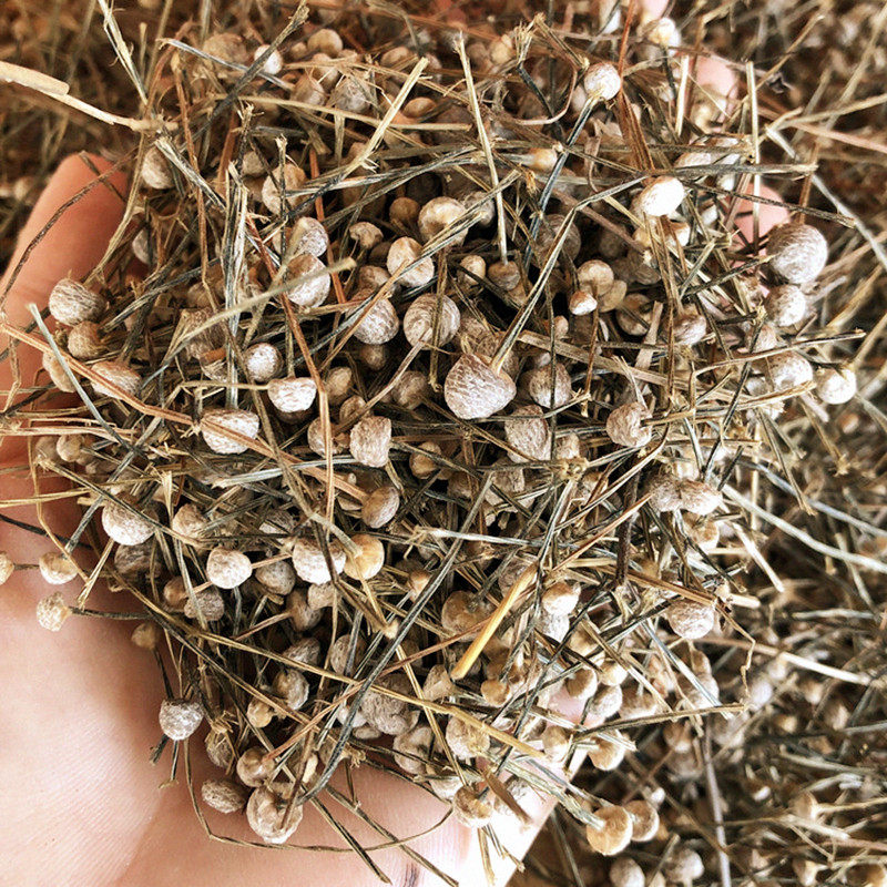 珍珠草 鱼眼草 天星草250克 谷精珠 谷精子 包邮 中药材野谷精草 - 爱