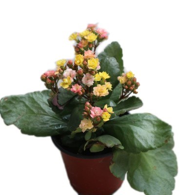 变色龙复色重长寿花卉小盆盆栽外星人新品et阳台花卉