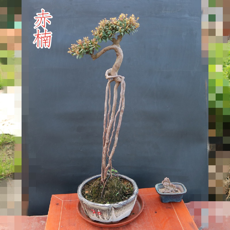 新品好送盆栽植物叶植物赤楠提根观红芽常绿耐寒大型绿植