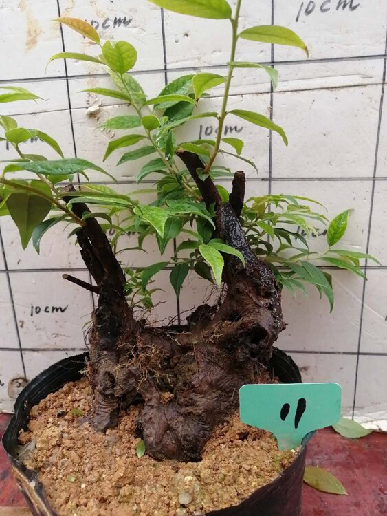 熟桩精品盆栽绿植大老碳化盆景乌饭常青结果绿植