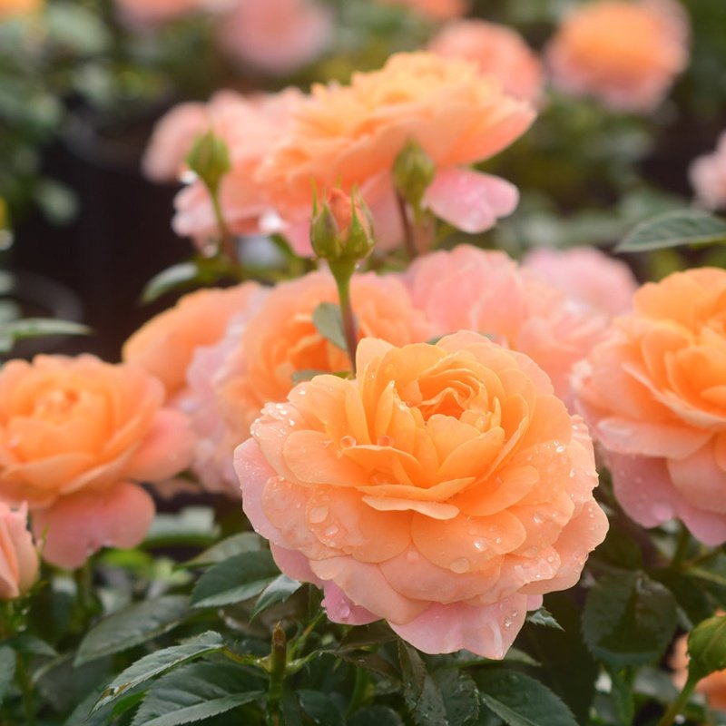 月季月季花花苗盆栽花卉果汁阳台微型红黄从容花卉