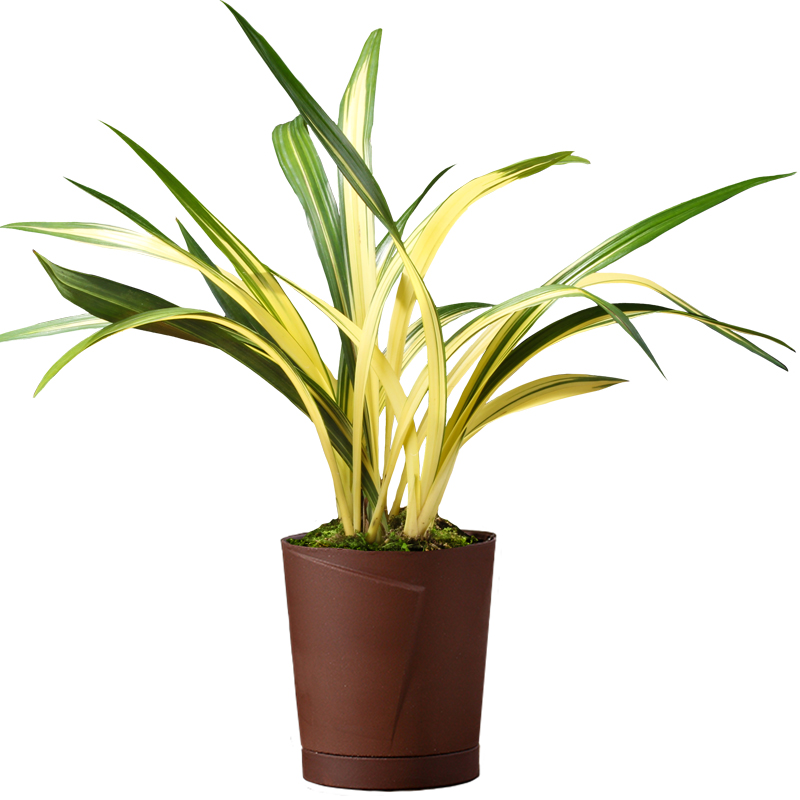 黄金养老 金边中透墨兰兰花盆栽兰草名贵浓香室内好养花卉绿植-mc母婴