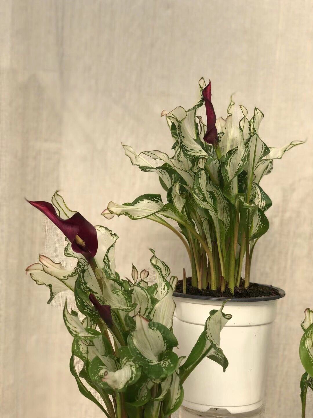 彩马荷兰冰雪女王马蹄莲带花彩色阳台室内植物时令草本花卉