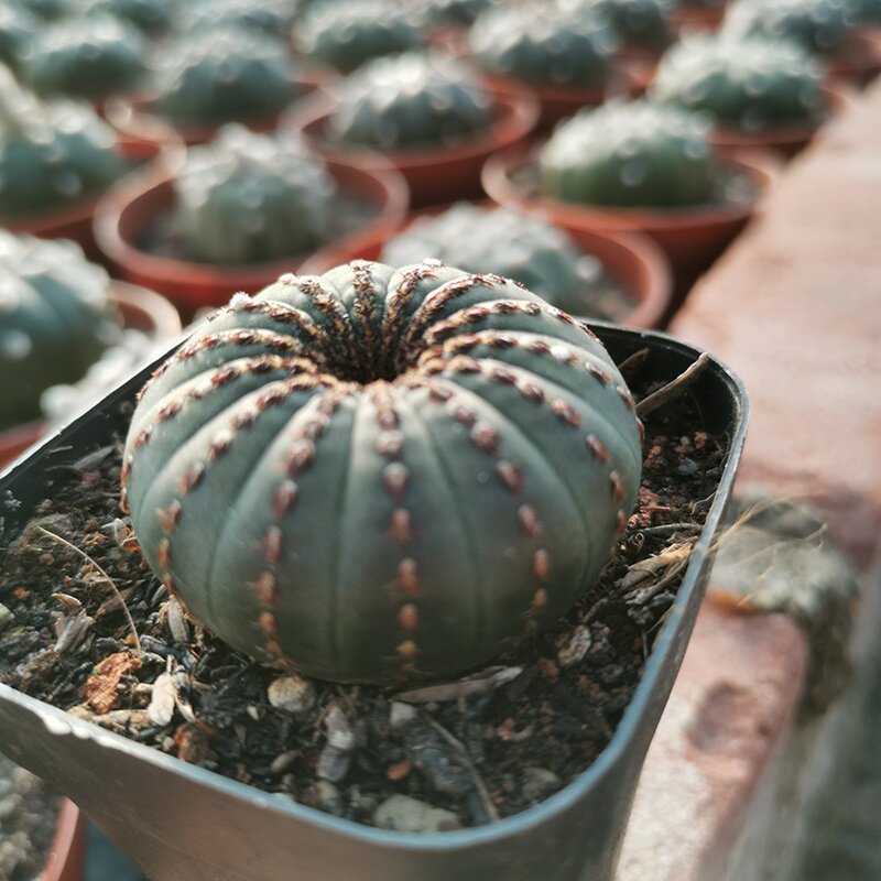 大型士童仙人球多植物组合盆栽仙人掌开花桌面多肉植物