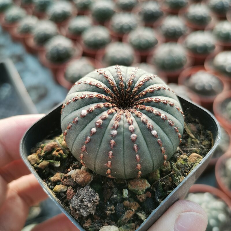 大型士童仙人球多植物组合盆栽仙人掌开花桌面多肉植物