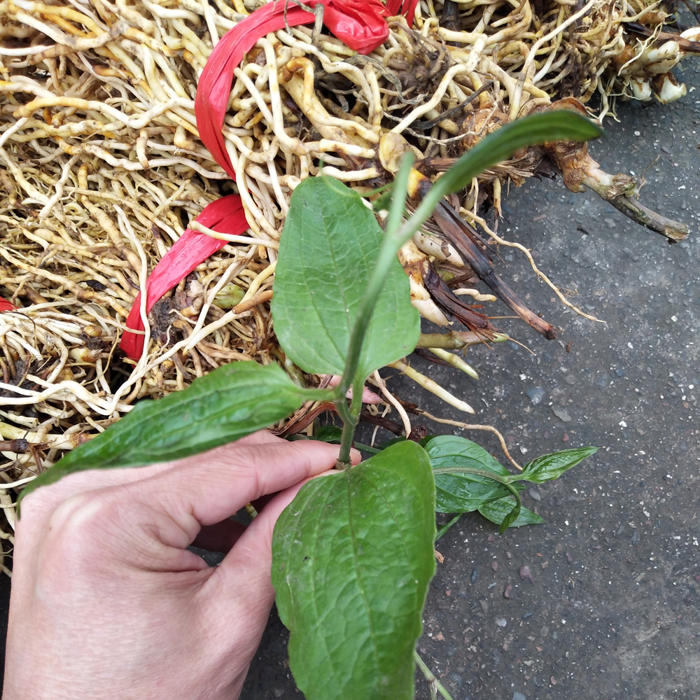 生根草中药别名图片