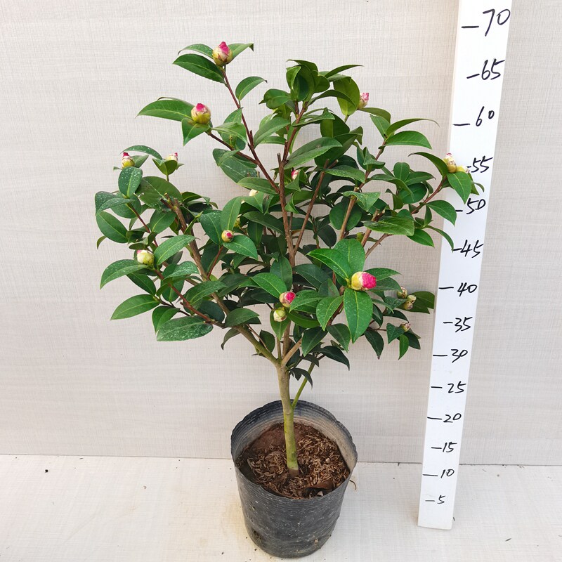 品种黛比茶花名贵进口杂怒杂品阳台客厅绿植时令草本花卉