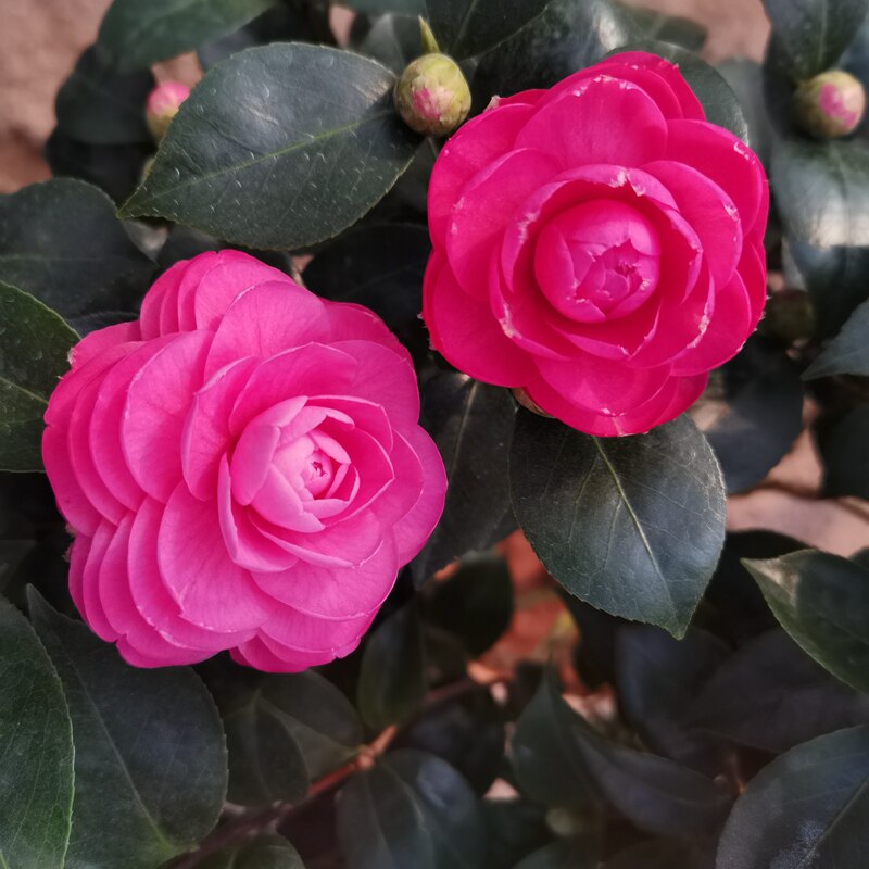 十八学士茶花盆栽白底粉色色带花苞室内花卉时令草本花卉