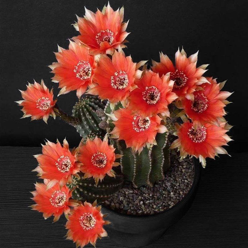 肉带仙人系列机器发黑辐射金刚开花橙刺彩多花托