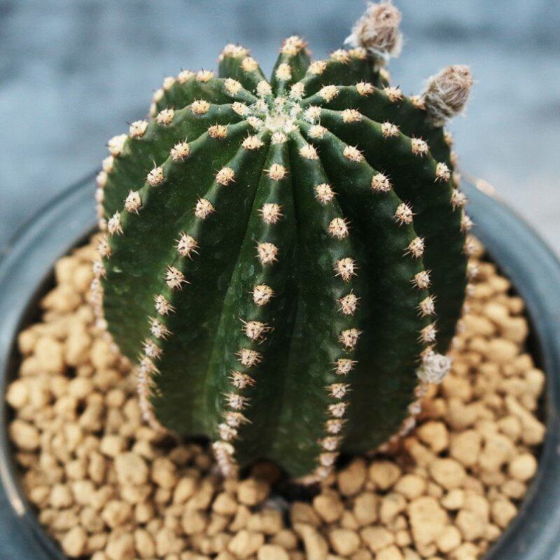 肉带仙人系列机器发黑辐射金刚开花橙刺彩多花托