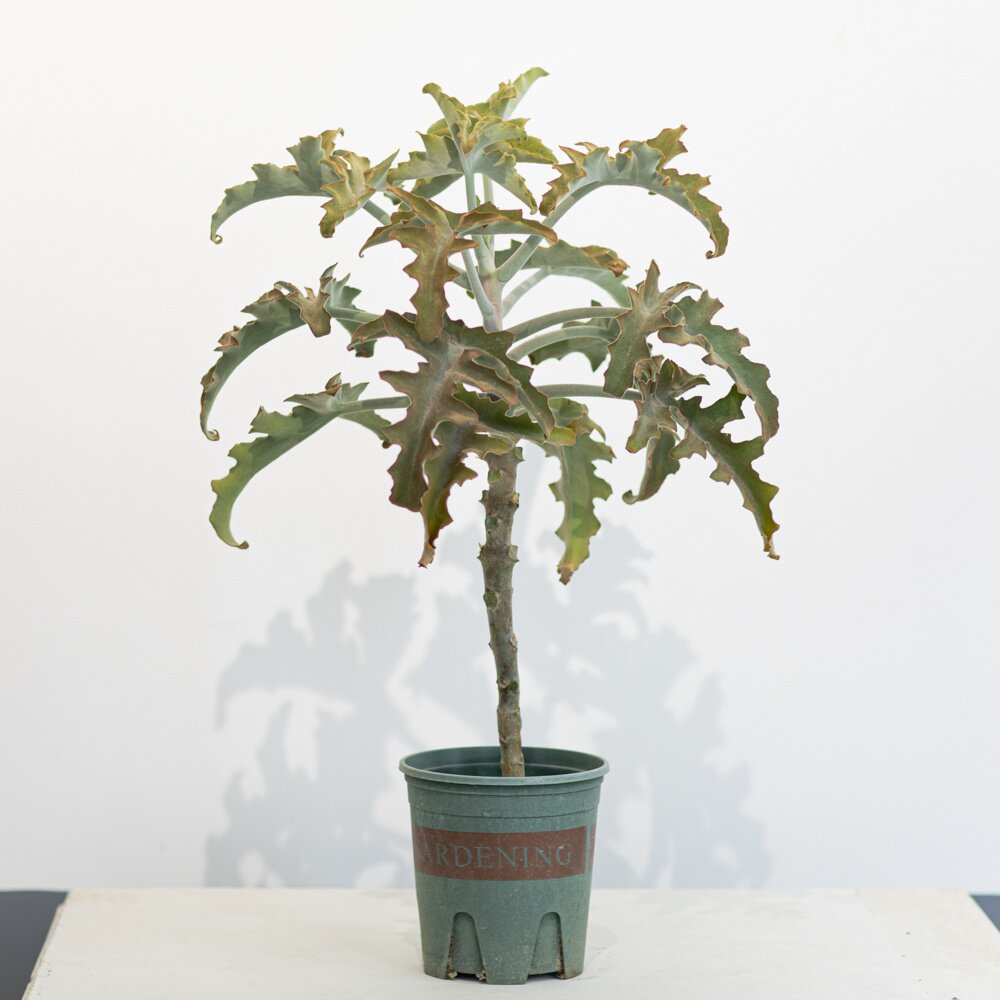 绿植盆栽仙女之舞仙人扇沙生景天特殊净化空气室内绿植