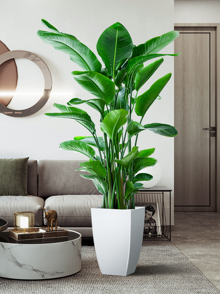 禄植盆栽客厅家养大颗好轻奢适合家里电视柜旁边大型绿植